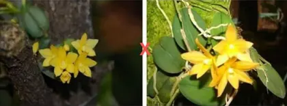 Sophronitis cernua amarelo x amarelo