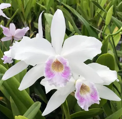 Laelia purpurata oculata canhanduba 'CG' x self