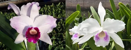 Laelia purpurata tipo '128 BR' x oculata 'F75 Teti'