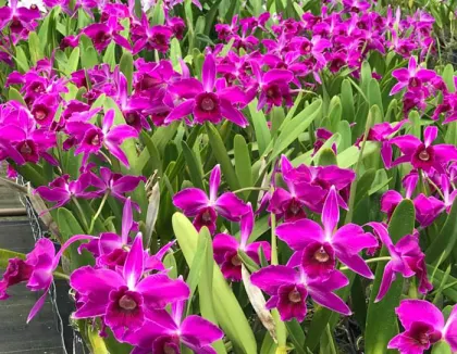 Laelia purpurata 'Red Monday Otto' x sanguinea 'Priscila'