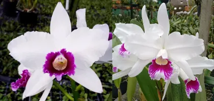 Laelia purpurata semi-alba 'Estrela Polar' x semi-alba 'Memoria Claudio Deschamps'