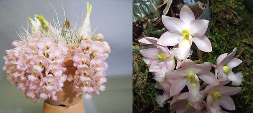 Clowesia Grace Dunn x rosea