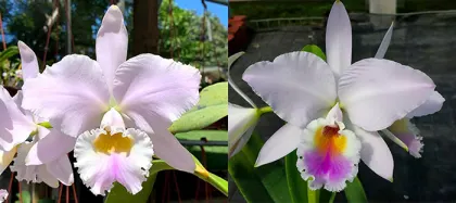 Cattleya labiata amesiana 'Marcia Regina' x labiata roxo-bispo 'Gabriela'