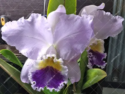 Cattleya labiata coerulea (SRCE1001)