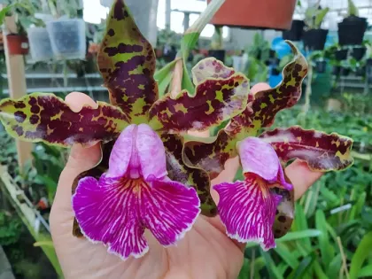 Cattleya schilleriana 'D Bertha' x 'Guarapari'