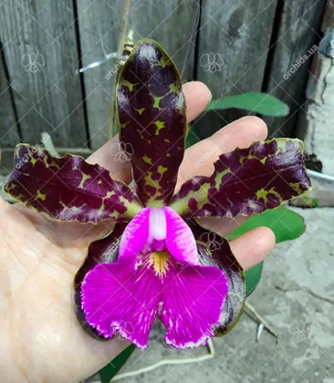 Cattleya schilleriana ((Labelao x Guarapari) x coerulea) x Guarapari
