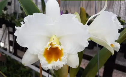 Cattleya percivaliana alba 'Polar' x self
