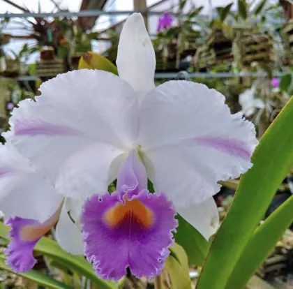 Cattleya trianae coerulea pincelada x sib pincelada