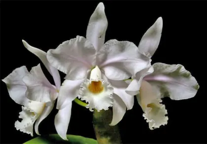 Cattleya warneri amoena x self