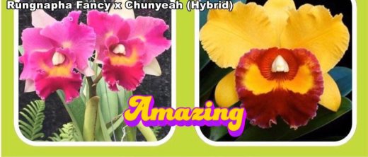 Rhyncholaeliocattleya Rungnapha Fancy x Chunyeah