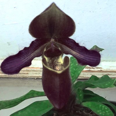 Paphiopedilum rungsurianum x henryanum