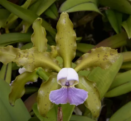 Cattleya Mareeba Tiger Blue (leopoldii coerulea 'Kathleen' 881 x schilleriana  coerulea '4 x Blue Spots' 3537)