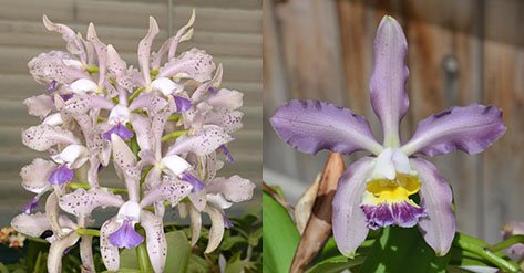 Cattleya Leoloddiglossa 'Speckled Blue' 3279 x Pittiae 'SVO Blue Spots' 2662