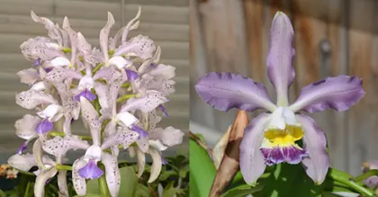 Cattleya Leoloddiglossa 'Speckled Blue' 3279 x Pittiae 'SVO Blue Spots' 2662