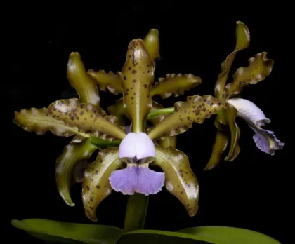 Cattleya Mareeba Tiger f coerulea (leopoldii f coerulea 'Kathleen' 881 x schilleriana f coerulea 'Good Color' 3537)