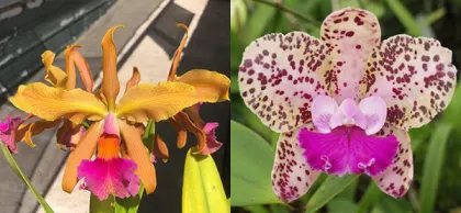 Cattleya Princesse Clementine 'SVO' AM/AOS 940 x Mark Jones 'SVO' HCC/AOS 886