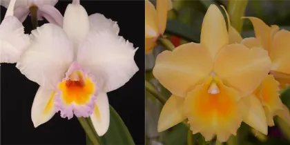 Brassolaeliocattleya Schroder's Love 'SVO' x Brassolaeliocattleya Bouton D'Or 'Halcyon'