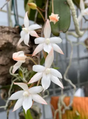 Aerangis Liliana Rossi (biloba x distincta)