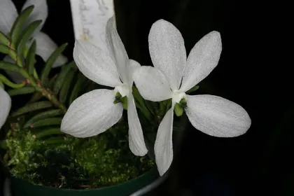 Ceratochilus biglandulosus