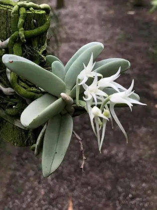 Cyrtorchis crassifolia