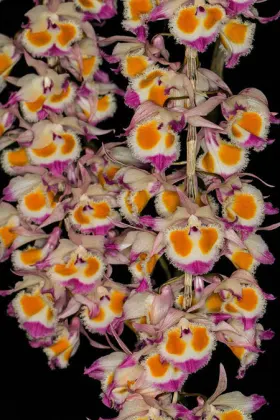 Dendrobium devonianum