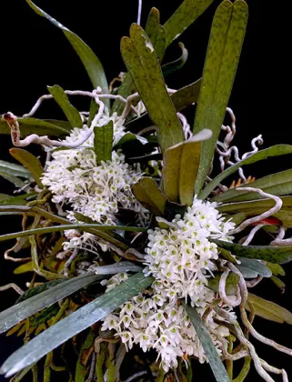 Diaphananthe millarii