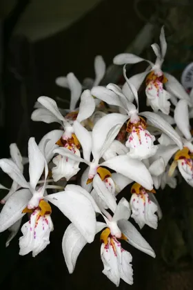 Holcoglossum wangii (‘Spitskop’ x self)