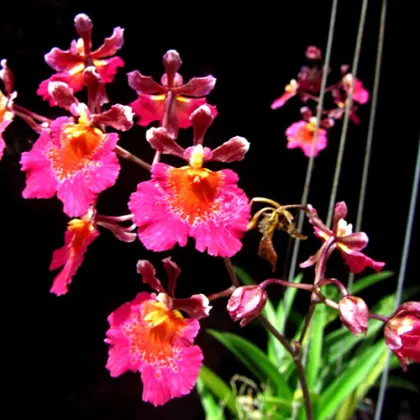Oncidium (Tolumnia) Jairak Firm 'Gules'