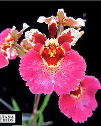 Oncidium (Tolumnia) Moriyama Starbright 'Red Star'