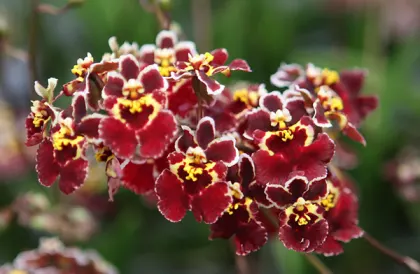 Oncidium (Tolumnia) Moriyama Invention 'Red Sun'