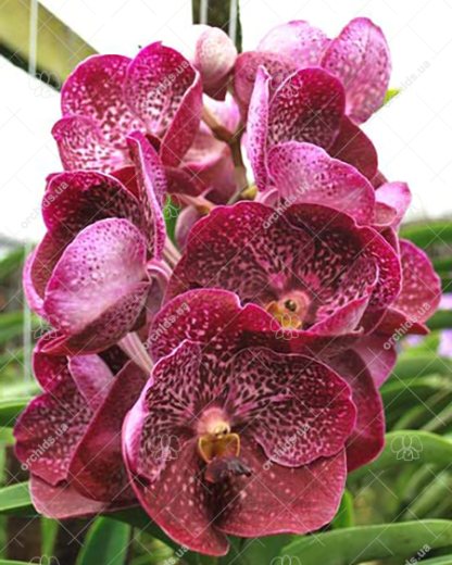 Vanda sanderiana x Kultana Scarlet, 4n