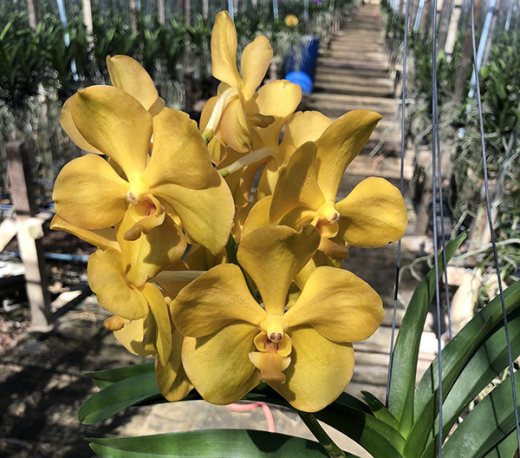 Vanda Thananchai x Ascocenda Phairot
