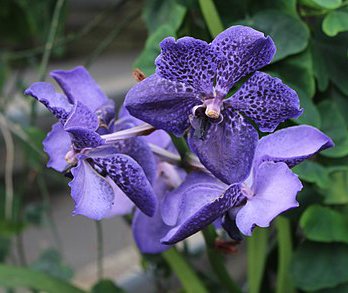 Vanda Fantastic Fanfare, 4n x Pimsai