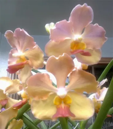 Vanda JVB x Ascocenda (Jiraprabha – Suk Sumran Gold)