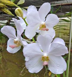 Vanda Merv L Velthuis x Ascocenda Tubtim Velvet