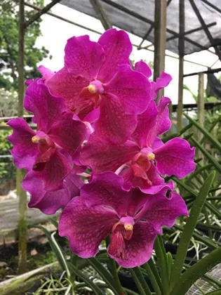 Vanda Hilo Rose x Doctor Anek