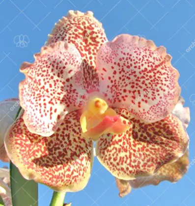 Vanda Sumon Gold x Fuchs Sunrise