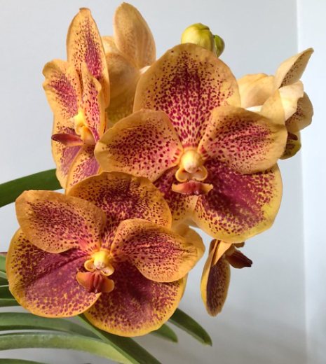 Ascocenda Kultana Brown x Kultana Brown