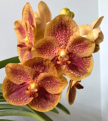 Ascocenda Kultana Brown x Kultana Brown