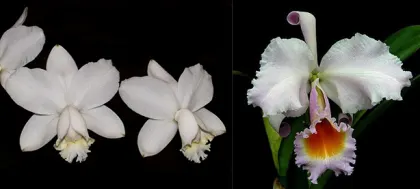 Cattleya loddigesii alba 'Sao Carlo' x schroederae (M)