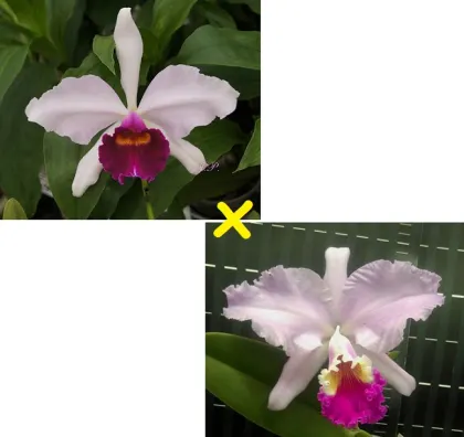 Cattleya Doctor R Schiffmann (Cattleya Callistoglossa x Cattleya mendelii)