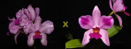 Cattleya amethystoglossa ('Andromeda' x flamea 'Campea')