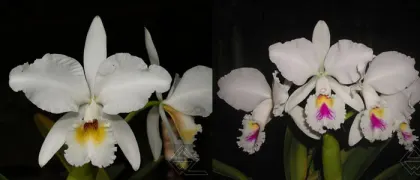 Cattleya labiata semi-alba 'Garganta Escura' x 'Marina'
