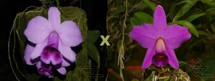 Laelia praestans escura ('Catatau' (11 cm) x 'Boneca')