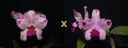 Cattleya amethystoglossa ('Wanderlino Schunk' x flamea 'Ponta Negra')