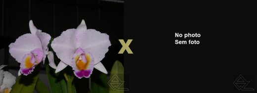 Cattleya quadricolor ('Monte Verde' x 'Murilo')