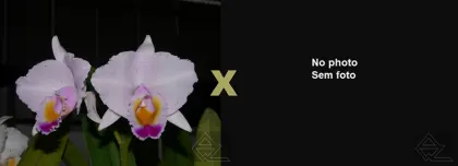 Cattleya quadricolor ('Monte Verde' x 'Murilo')