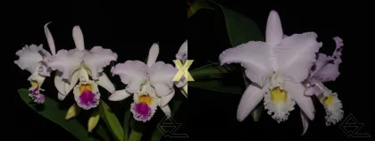 Cattleya mendelli semi alba (quase) x mendelli concolor 'Bucaramanga'