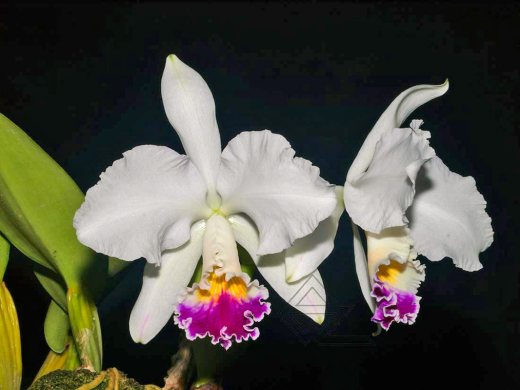 Cattleya warneri semi alba 'Rio das Farinhas' x SELF