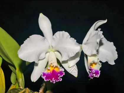 Cattleya warneri semi alba 'Rio das Farinhas' x SELF